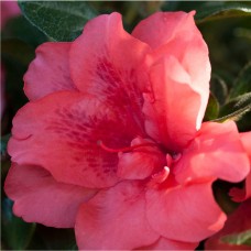 Encore Azalea Autumn Princess, Salmon-pink Blooms   554863705
